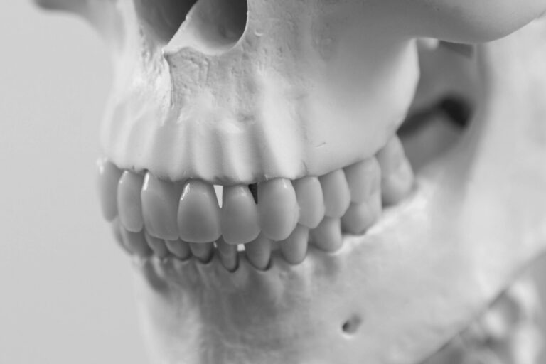 Hands on – in Anatomia Chirurgica