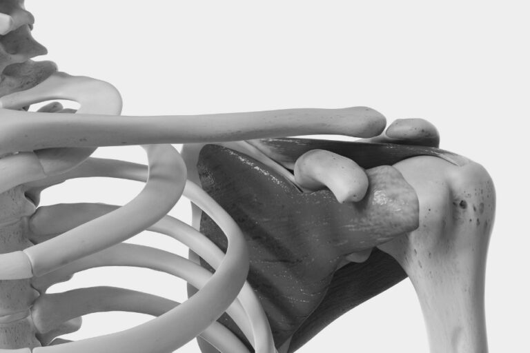 ANATOMY LAB 92 TRONCO